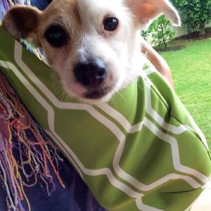 Crossover pet sling carrier